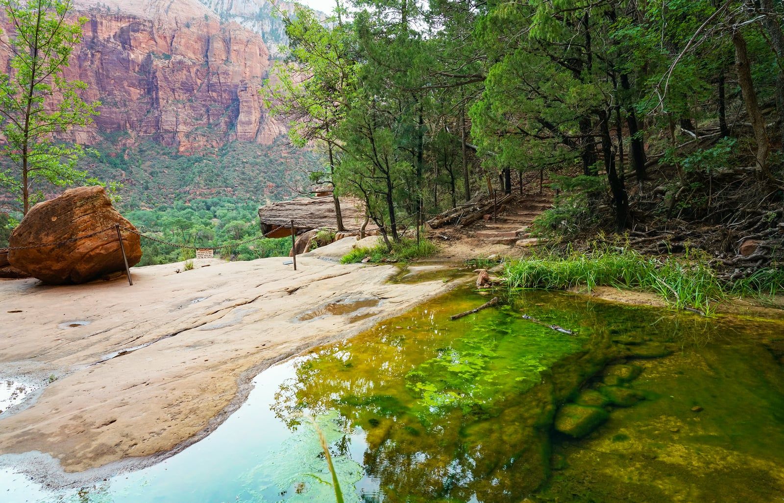 Emerald Pools Trail Zion National Park A shallow algae-filled pool reflects pine trees on a sandstone ledge along the Emerald Pools trail in Zion National Park.