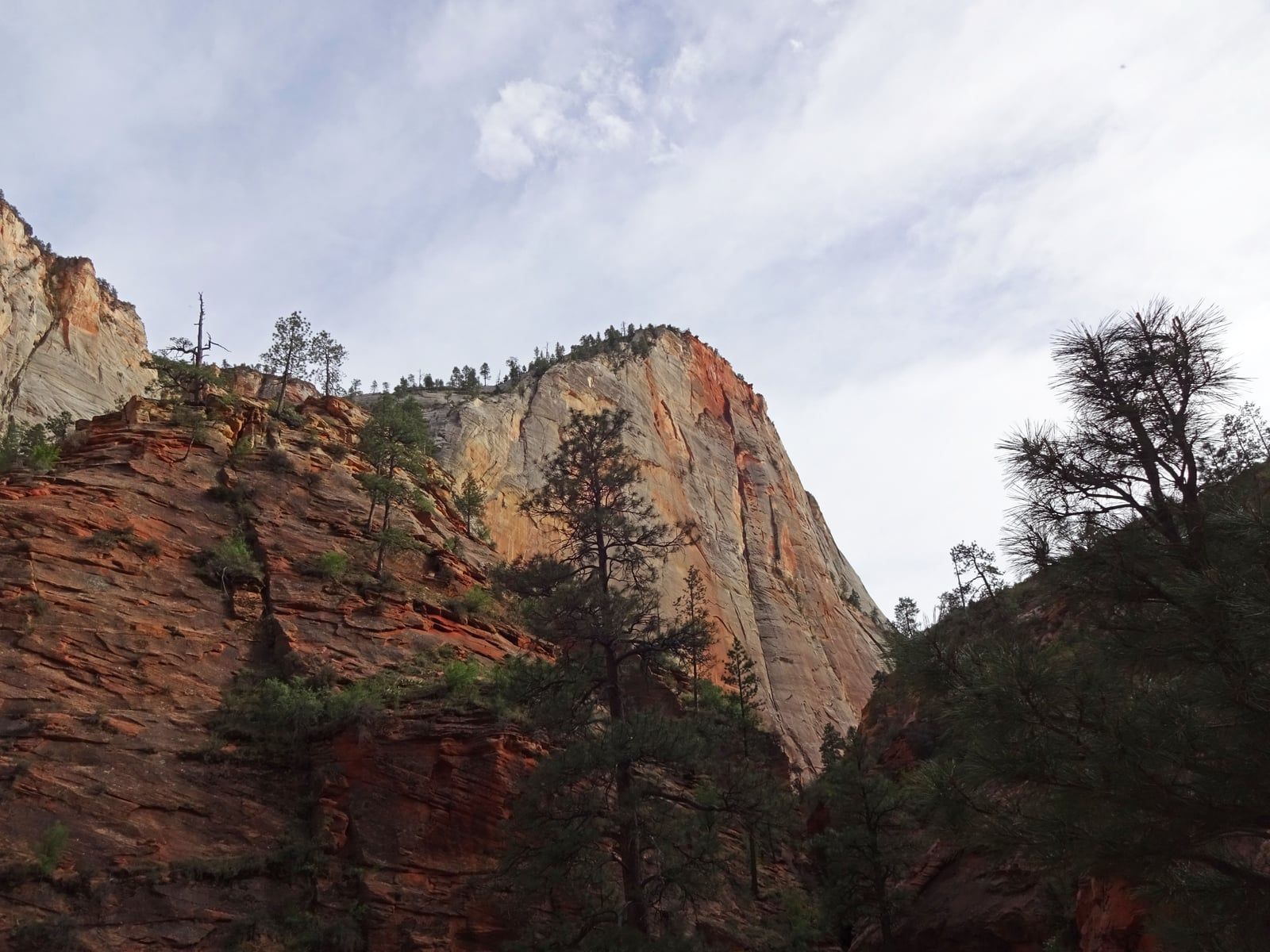 Cable Mountain Cliffs from Observation Point Trail Towering sandstone cliffs and pine trees viewed from the Observation Point Trail in Zion National Park.