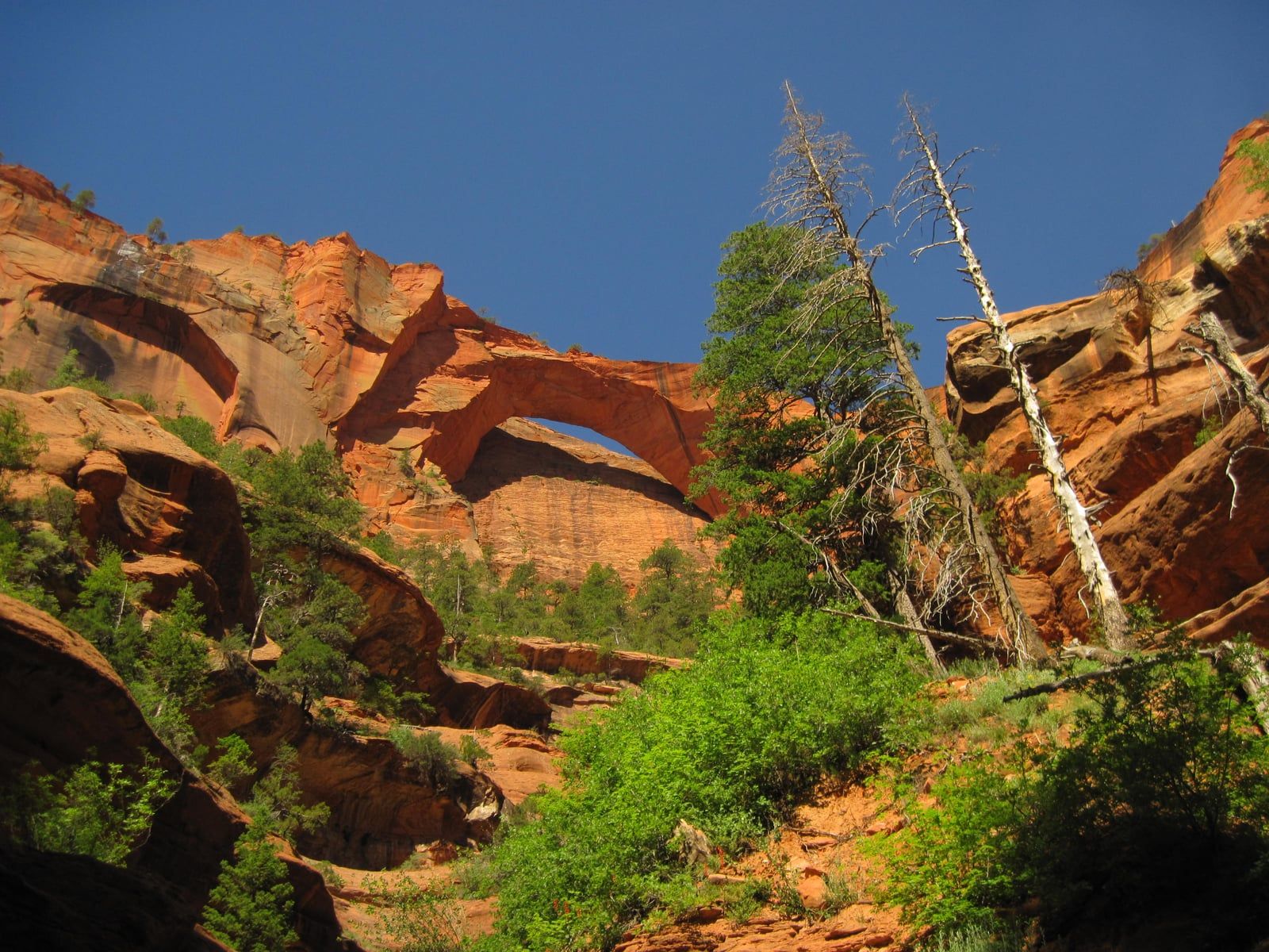 Natural Sandstone Arch in Zion Canyon A natural sandstone arch spans red rock canyon walls above lush green vegetation in Zion National Park, Utah.