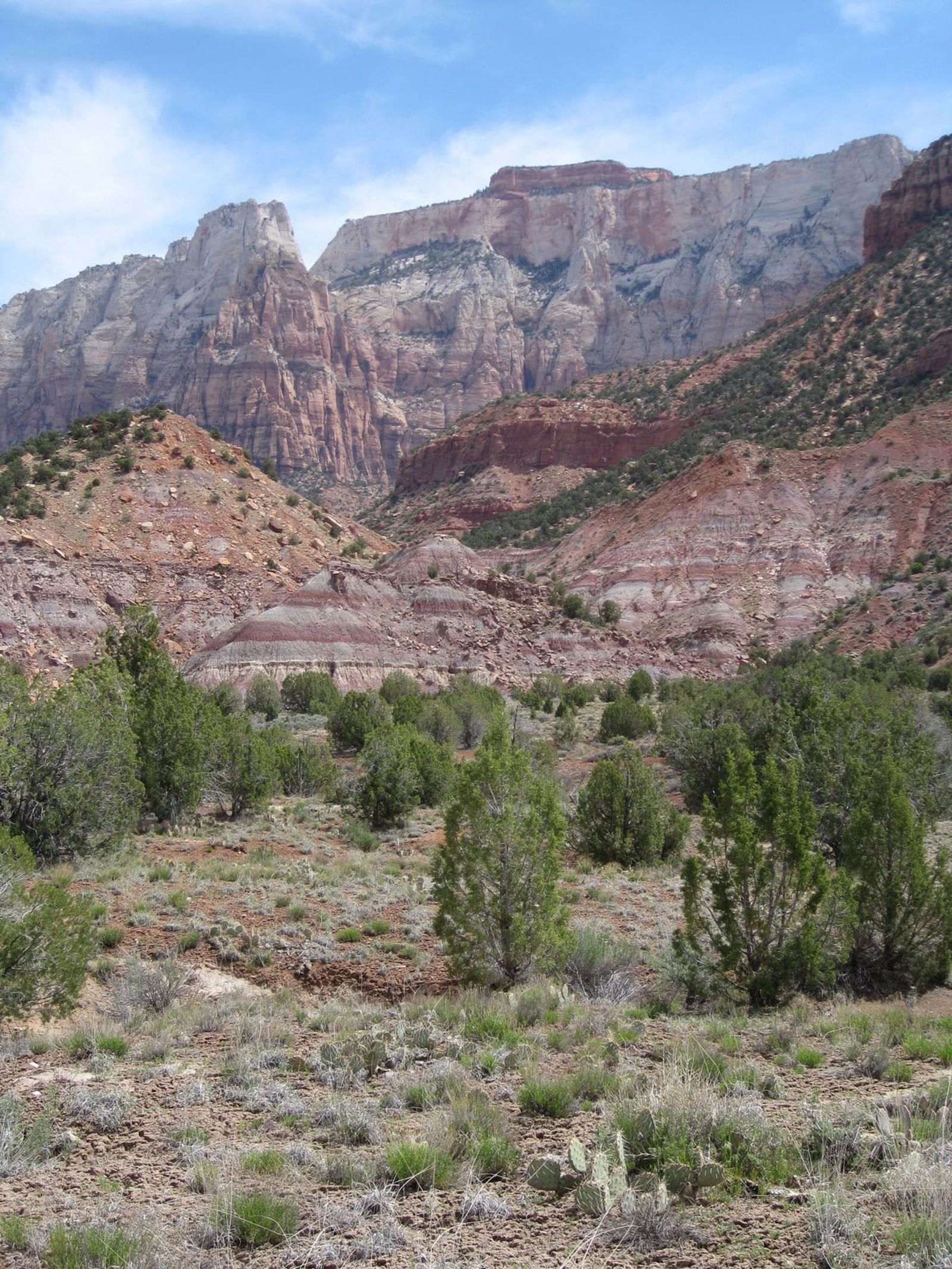 Chinle Trail Desert Landscape at Zion National Park Layered sandstone cliffs and juniper trees along the Chinle Trail in Zion National Park, Utah.