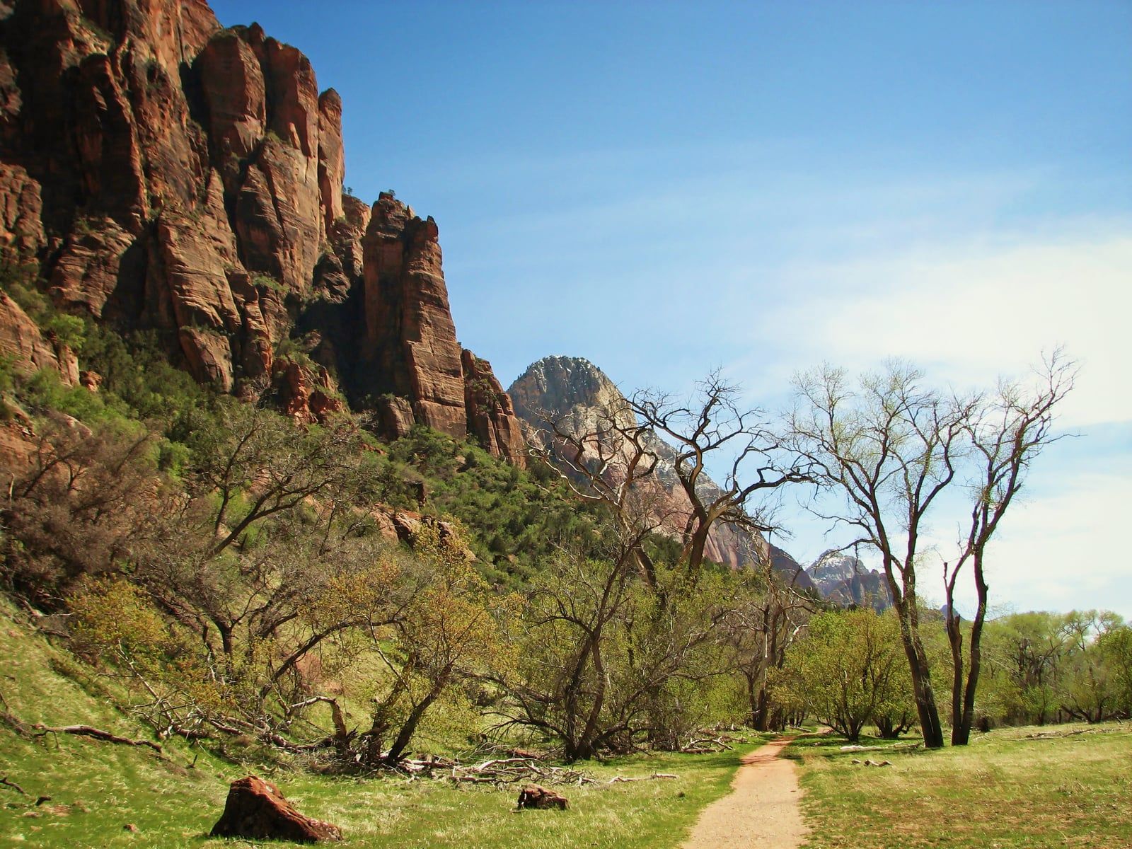 Valley Floor Trail Through Zion Canyon A dirt hiking trail winds through Zion Canyon's valley floor, framed by towering red sandstone cliffs and budding cottonwood trees.