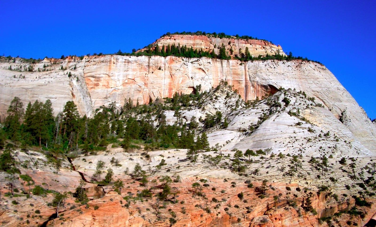 Mount Majestic Sandstone Cliffs in Zion National Park Towering white and orange sandstone cliffs of Mount Majestic rise above pine trees in Zion National Park, Utah.