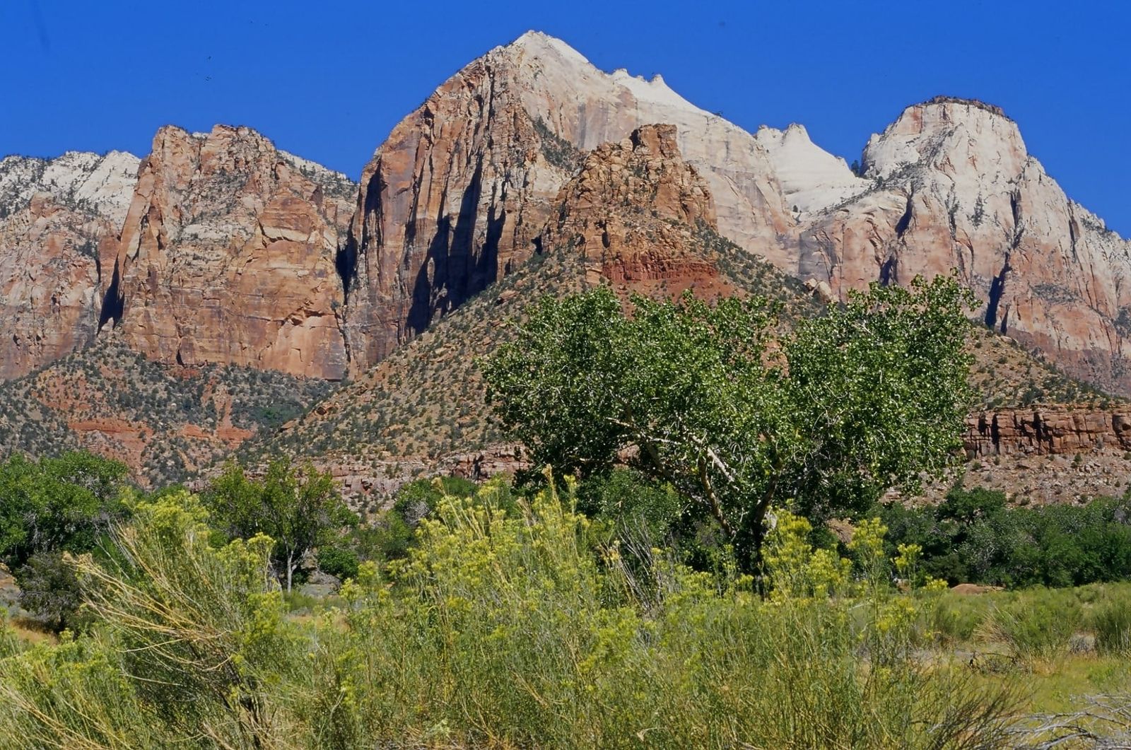 The Sentinel and Bee Hive Peak, Zion National Park Towering red sandstone cliffs of Zion Canyon rise above green cottonwood trees and yellow wildflowers in southern Utah.