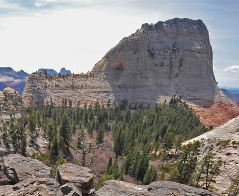 Massive white and red sandstone butte of North Guardian Angel rises above pine trees in Zion National Park, Utah.