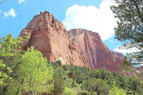 Massive red sandstone cliffs tower above lush green trees in Kolob Canyon, Zion National Park, Utah.