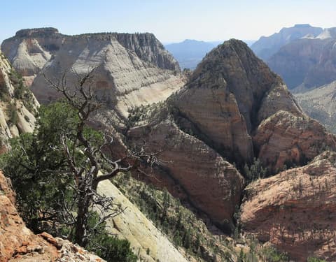 A gnarled juniper tree frames the Twin Brothers sandstone formations from a high overlook in Zion National Park, Utah.