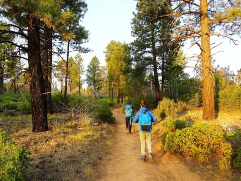 Two hikers with backpacks walk a forested dirt trail through tall pines in Zion National Park, Utah.