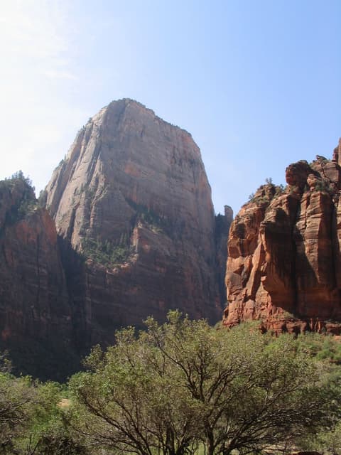 The Great White Throne monolith towers above green trees and red sandstone cliffs in Zion Canyon, Utah.