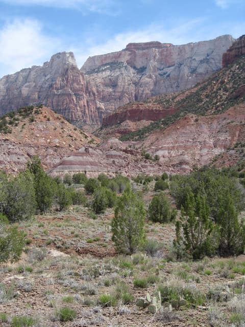 Layered sandstone cliffs and juniper trees along the Chinle Trail in Zion National Park, Utah.