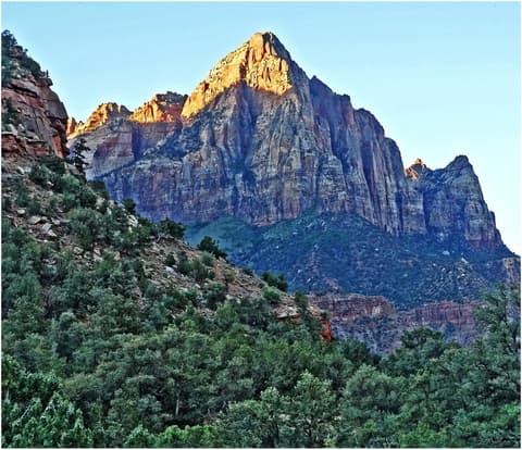 The Watchman peak glows with warm golden sunrise light above green tree-covered slopes in Zion National Park.