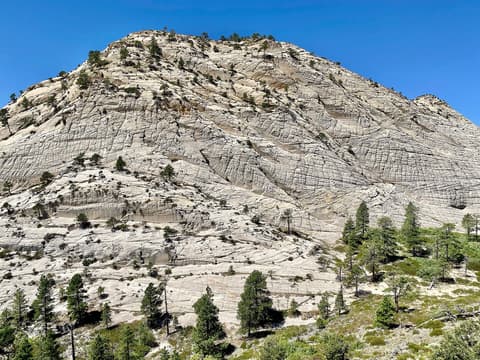 Massive white sandstone dome with distinctive cross-bedded rock patterns and scattered pine trees in Zion National Park.
