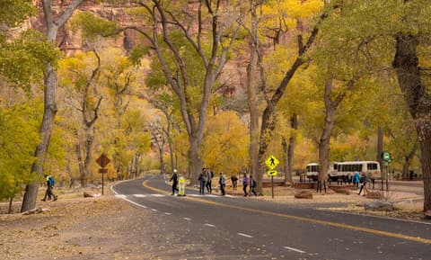 Visitors cross the road at a Zion National Park shuttle stop surrounded by golden fall cottonwood trees.